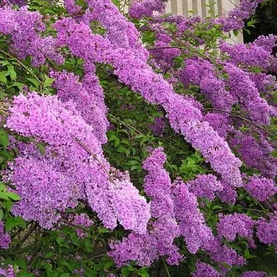 Сирень КИТАЙСКАЯ  Сирень КИТАЙСКАЯ в Екатеринбурге