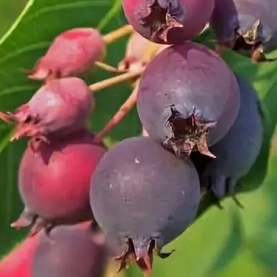 Ирга MANDAN  Ирга MANDAN в Екатеринбурге