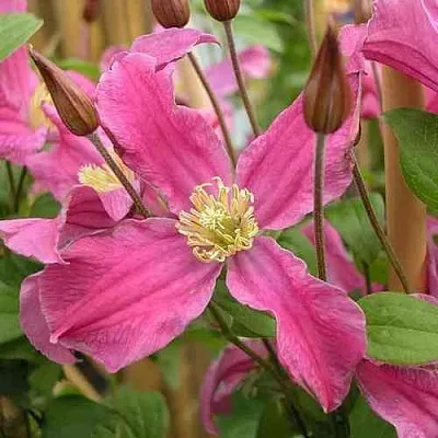 Клематис ИНСПИРЕЙШН ЗОЙН  Клематис ИНСПИРЕЙШН ЗОЙН в Екатеринбурге