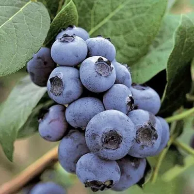 Голубика ПАТРИОТ в Екатеринбурге