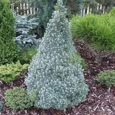 Ель САНДЕРС БЛЮ канадская  Ель САНДЕРС БЛЮ канадская в Екатеринбурге