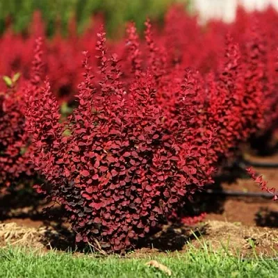 Барбарис ОРАНЖ РОКЕТ тунберга  Барбарис ОРАНЖ РОКЕТ тунберга в Екатеринбурге