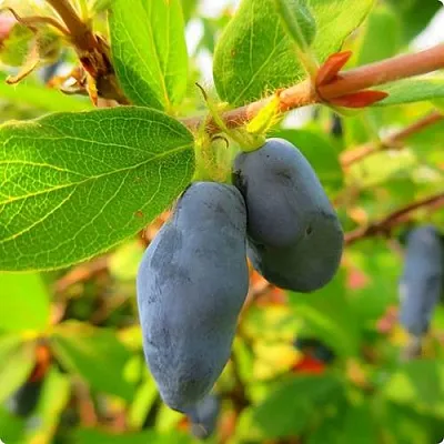 Жимолость съедобная БОРЕАЛ БЛИЗЗАРД (СЕВЕРНАЯ МЕТЕЛЬ)  Жимолость съедобная БОРЕАЛ БЛИЗЗАРД (СЕВЕРНАЯ МЕТЕЛЬ) в Екатеринбурге