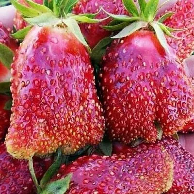 Клубника КУПЧИХА  Клубника КУПЧИХА в Екатеринбурге