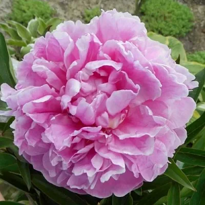 Пион РИМ травянистый в Екатеринбурге