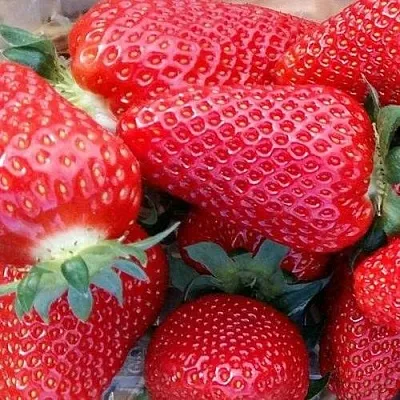 Клубника АМИ  Клубника АМИ в Екатеринбурге