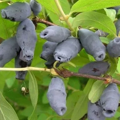 Жимолость съедобная РОКСАНА  Жимолость съедобная РОКСАНА в Екатеринбурге