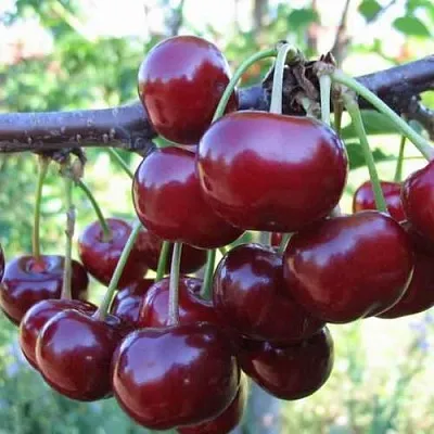 Дюк ИВАНОВНА  Дюк ИВАНОВНА в Екатеринбурге