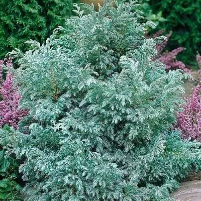 Кипарисовик БУЛЕВАРД горохоплодный  Кипарисовик БУЛЕВАРД горохоплодный в Екатеринбурге