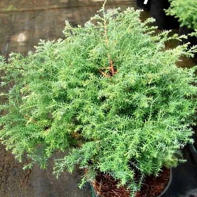 Кипарисовик СКВАРРОЗА горохоплодный  Кипарисовик СКВАРРОЗА горохоплодный в Екатеринбурге