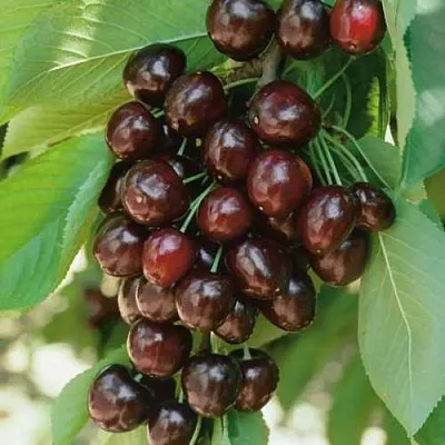 Черешня РЕВНА в Екатеринбурге