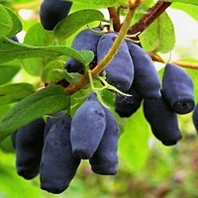 Жимолость съедобная МОСКОВСКАЯ в Екатеринбурге