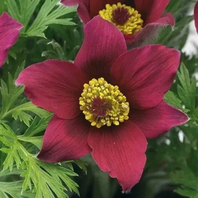 Прострел ПИНВИЛ РЕД ШЕЙДЕС в Екатеринбурге