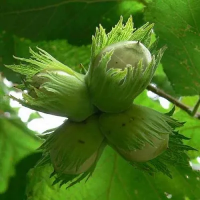 саженцы фундука саженцы фундука