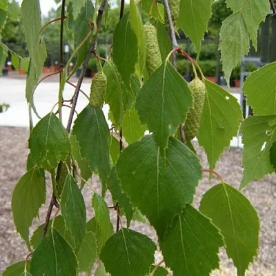 Береза ФАСЦИНЕЙШЕН белая   Береза ФАСЦИНЕЙШЕН белая  в Екатеринбурге