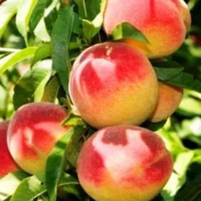 Персик НОВОСЕЛКОВСКИЙ — описание сорта Персик НОВОСЕЛКОВСКИЙ в Екатеринбурге