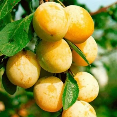 Слива МИРАБЕЛЛА колонновидная  — описание сорта Слива МИРАБЕЛЛА колонновидная  в Екатеринбурге