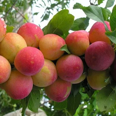 Слива СКОРОПЛОДНАЯ в Екатеринбурге