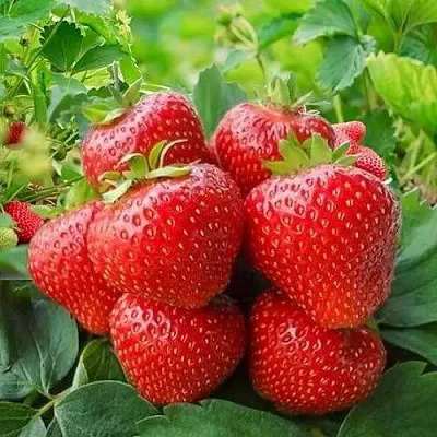 Клубника КИМБЕРЛИ  Клубника КИМБЕРЛИ в Екатеринбурге