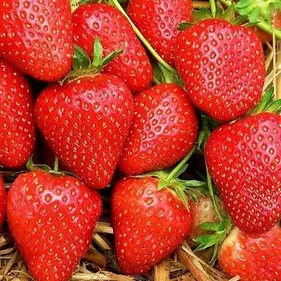 Клубника КВИКИ  Клубника КВИКИ в Екатеринбурге