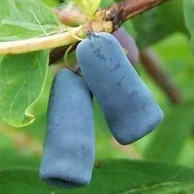 Жимолость съедобная ЗИНРИ  Жимолость съедобная ЗИНРИ в Екатеринбурге