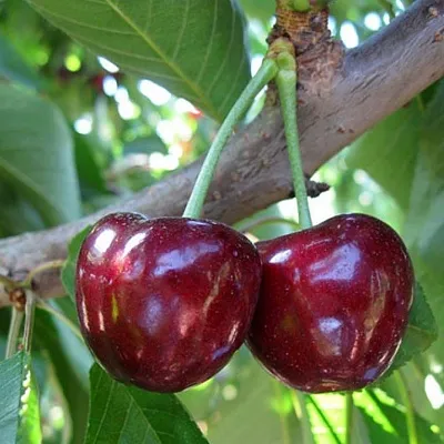 Черешня СЮБАРОВСКАЯ в Екатеринбурге