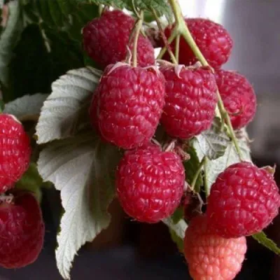 Малина ГЕРАКЛ — описание сорта Малина ГЕРАКЛ в Екатеринбурге