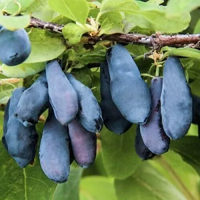 Жимолость съедобная СИБИРЯЧКА  Жимолость съедобная СИБИРЯЧКА в Екатеринбурге