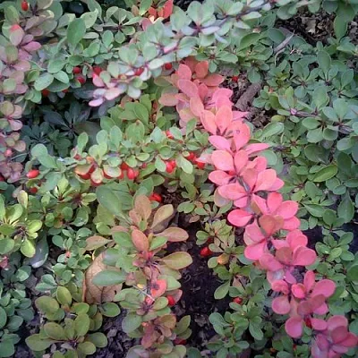 Барбарис ГРИН КАРПЕТ тунберга  Барбарис ГРИН КАРПЕТ тунберга в Екатеринбурге