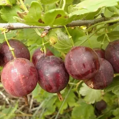 Крыжовник СМЕНА  Крыжовник СМЕНА в Екатеринбурге