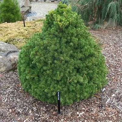 Ель ТОМПА обыкновенная  Ель ТОМПА обыкновенная в Екатеринбурге