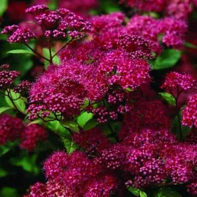 Спирея АНТОНИ ВАТЕРЕР японская  Спирея АНТОНИ ВАТЕРЕР японская в Екатеринбурге