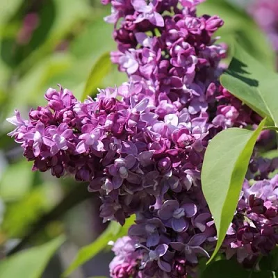 Сирень ИЗОБИЛИЕ  Сирень ИЗОБИЛИЕ в Екатеринбурге