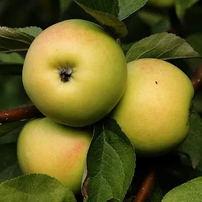 Яблоня ДАНИЛА  Яблоня ДАНИЛА в Екатеринбурге