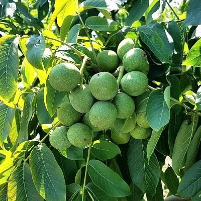 Грецкий орех  ИЗЯЩНЫЙ  Грецкий орех  ИЗЯЩНЫЙ в Екатеринбурге