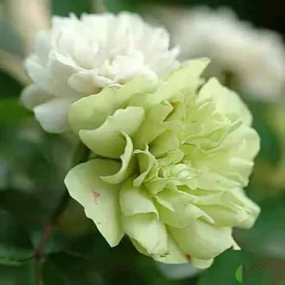 Саженцы роз ГРИН АЙС миниатюрная  Саженцы роз ГРИН АЙС миниатюрная в Екатеринбурге