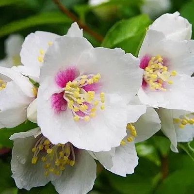 Жасмин БЕЛЬ ЭТУАЛЬ  Жасмин БЕЛЬ ЭТУАЛЬ в Екатеринбурге