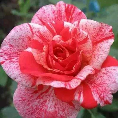 Саженцы роз ФИЛАТЕЛИЯ чайно-гибридная  Саженцы роз ФИЛАТЕЛИЯ чайно-гибридная в Екатеринбурге