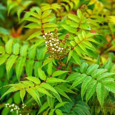 Рябинник  Рябинник в Екатеринбурге