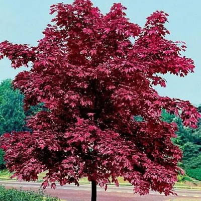 Клен КРИМСОН КИНГ остролистный  Клен КРИМСОН КИНГ остролистный в Екатеринбурге