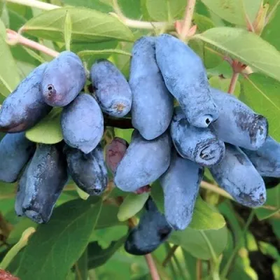 Жимолость съедобная ПАВЛОВСКАЯ — описание сорта Жимолость съедобная ПАВЛОВСКАЯ в Екатеринбурге