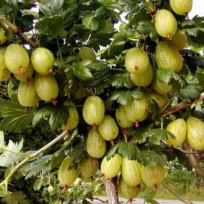 Крыжовник ИНВИКТА  Крыжовник ИНВИКТА в Екатеринбурге