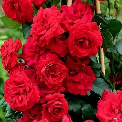 Саженцы роз АМАДЕУС плетистая  Саженцы роз АМАДЕУС плетистая в Екатеринбурге