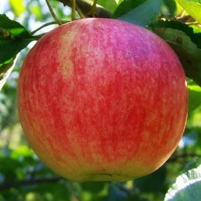 Яблоня ШТРИФЕЛЬ  Яблоня Штрифель (Штрейфлинг или Осеннее полосатое) в Екатеринбурге