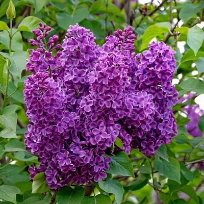 Сирень СУМЕРКИ  Сирень СУМЕРКИ в Екатеринбурге