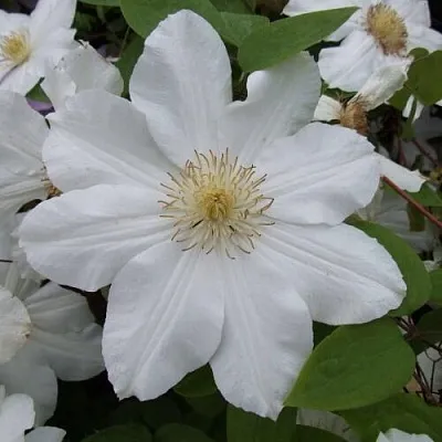 Клематис  Клематис в Екатеринбурге