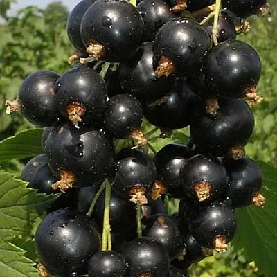 Смородина черная ИСКУШЕНИЕ  Смородина черная ИСКУШЕНИЕ в Екатеринбурге