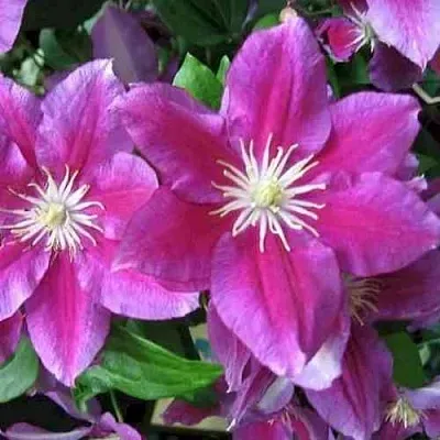 Клематис ХАНИЯ  Клематис ХАНИЯ в Екатеринбурге