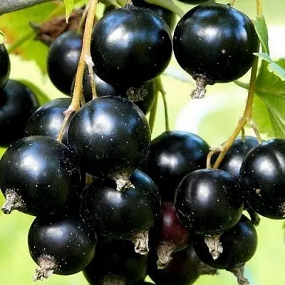 Смородина чёрная СОКРОВИЩЕ в Екатеринбурге