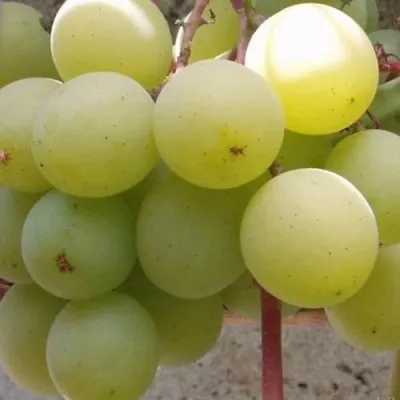 Виноград ФРУМОАСА АЛБЭ — описание сорта Виноград ФРУМОАСА АЛБЭ в Екатеринбурге